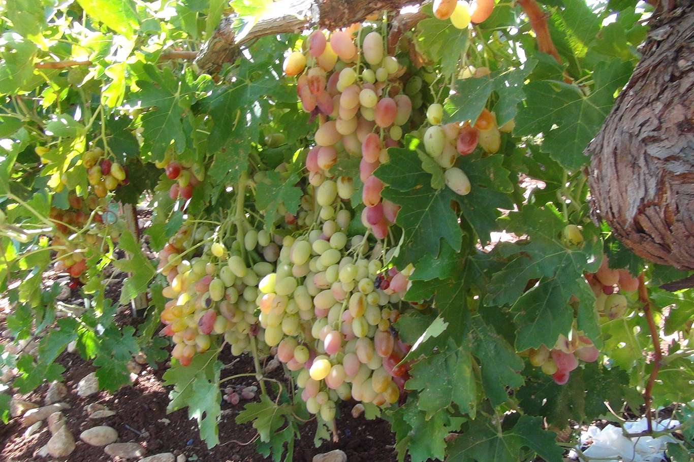 Üzümün pekmez ve pestil olma yolculuğu başladı